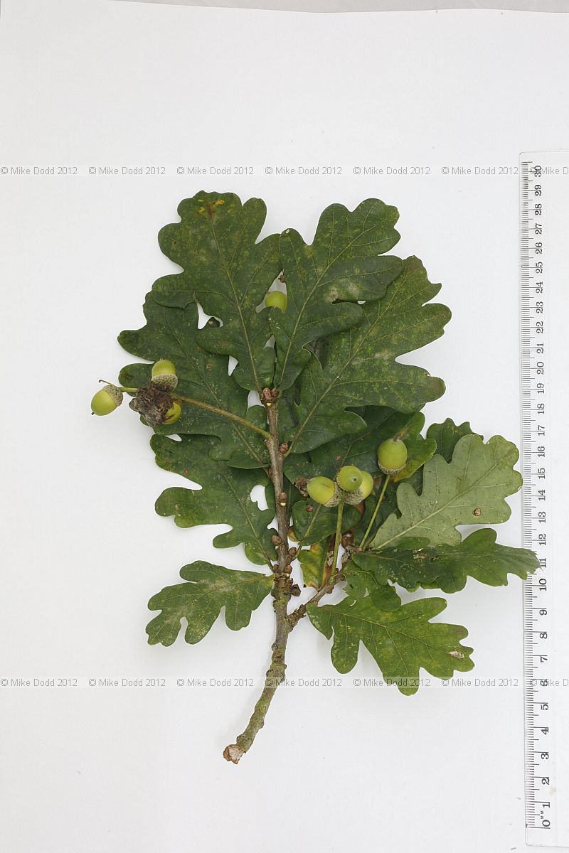 Quercus robur English Oak
