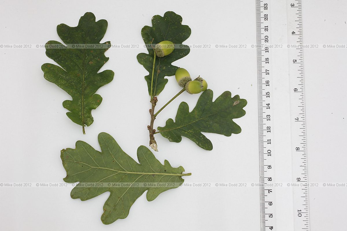 Quercus robur English Oak