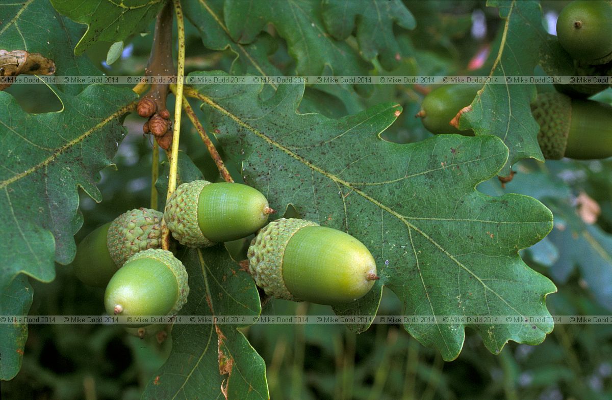 Quercus robur English Oak or Pedunculate Oak