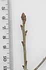 Quercus robur f. fastigiata Cypress Oak