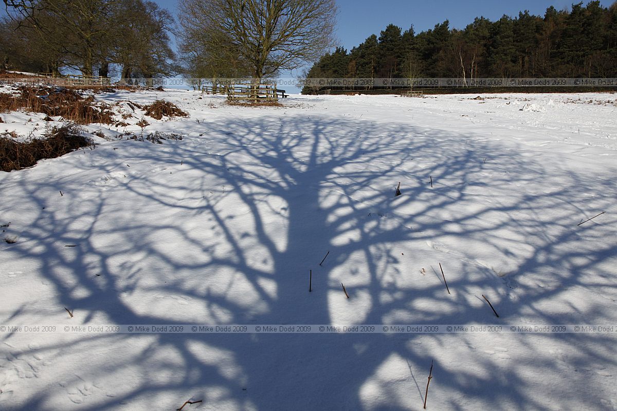 Shadow of Quercus robur