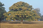 Quercus robur English Oak or Pedunculate Oak
