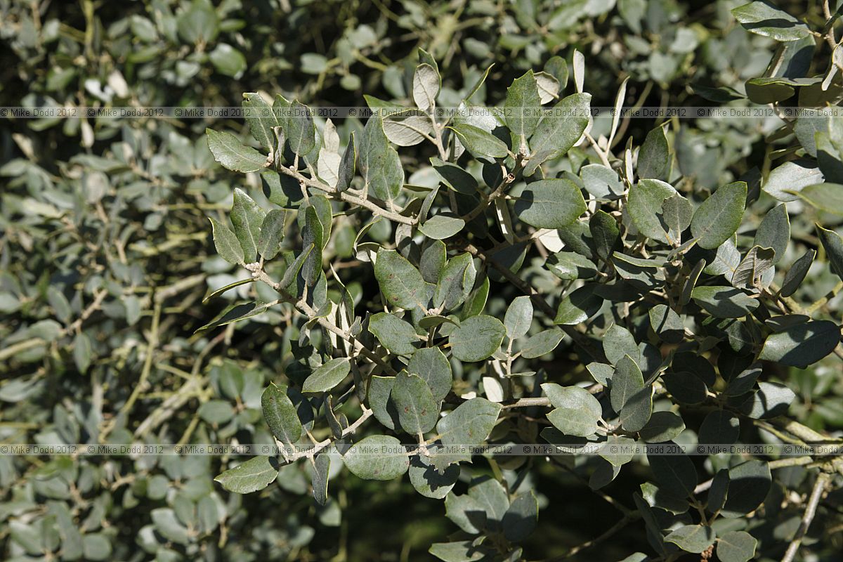Quercus rotundifolia