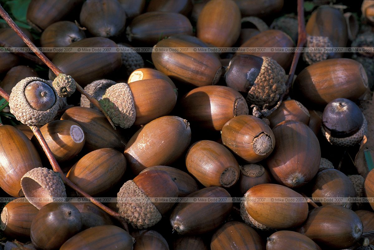 Quercus sp Acorns