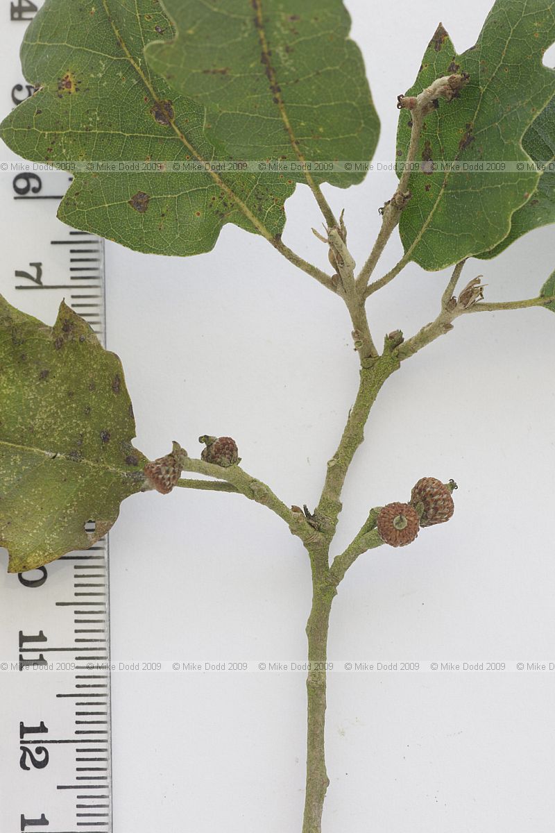 Quercus suber Cork Oak (hybrid? leaf and acorns don't look quite right but bark is very corky. Evergreen)