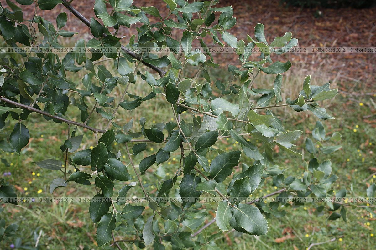 Quercus suber Cork Oak
