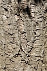 Quercus suber Cork oak