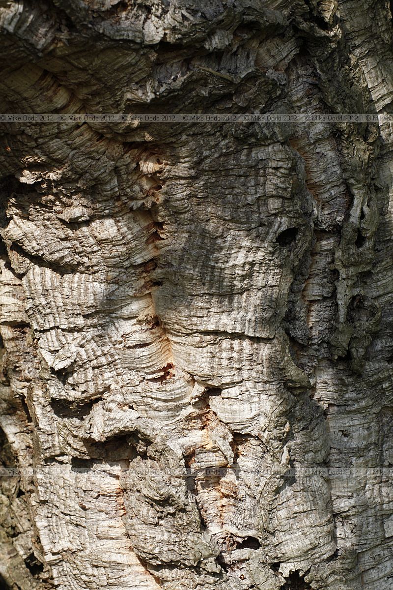 Quercus suber Cork Oak