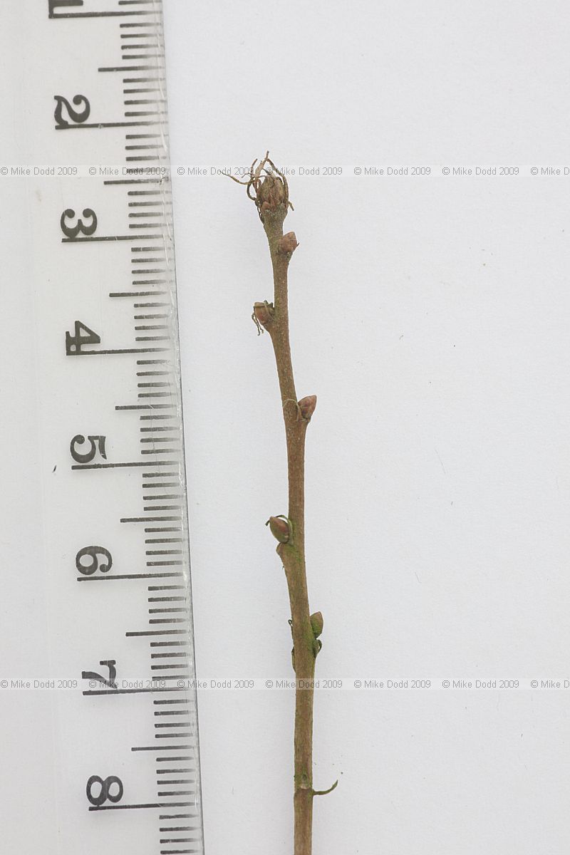 Quercus trojana Macedonian Oak