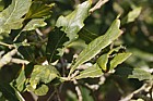 Quercus x turneri Turners Oak