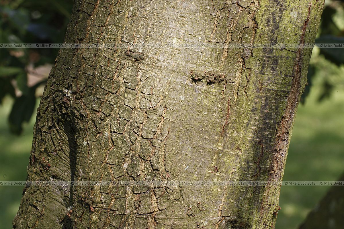 Quercus x turneri Turners Oak