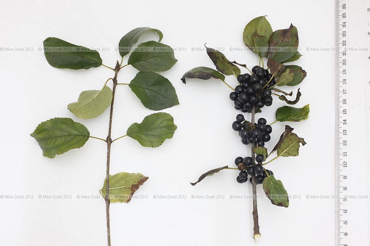 Rhamnus cathartica Buckthorn