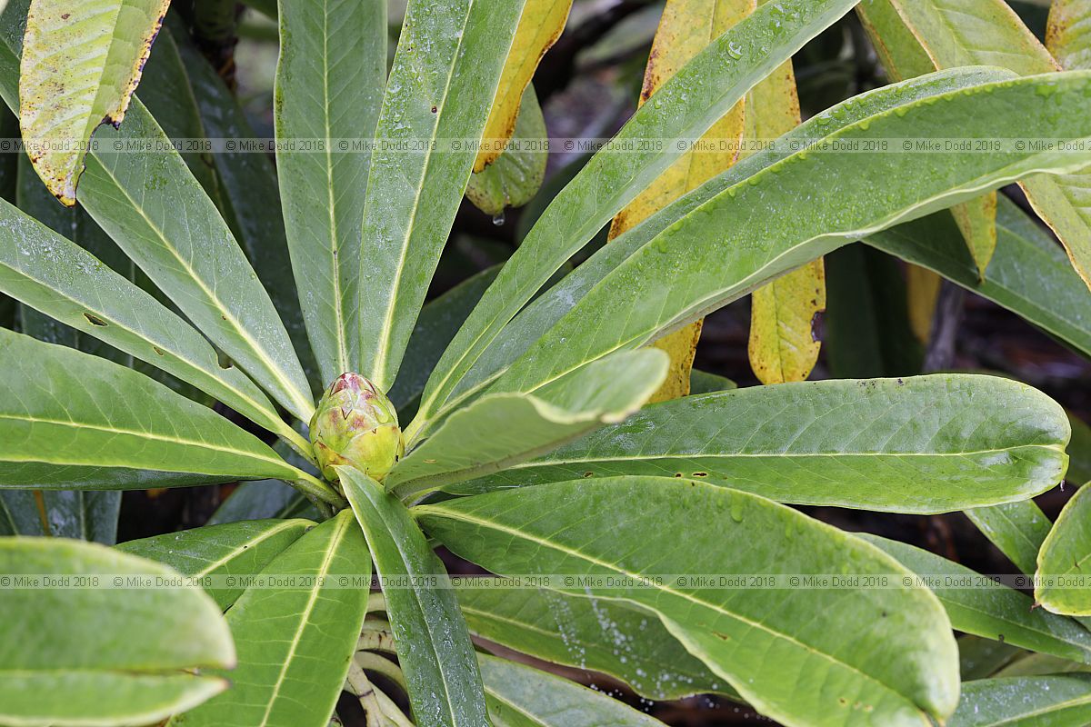 Rhododendron calophytum var. calophytum