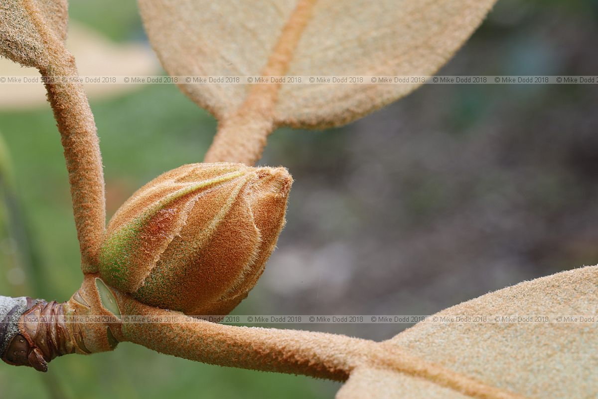 Rhododendron falconeri ssp. eximium
