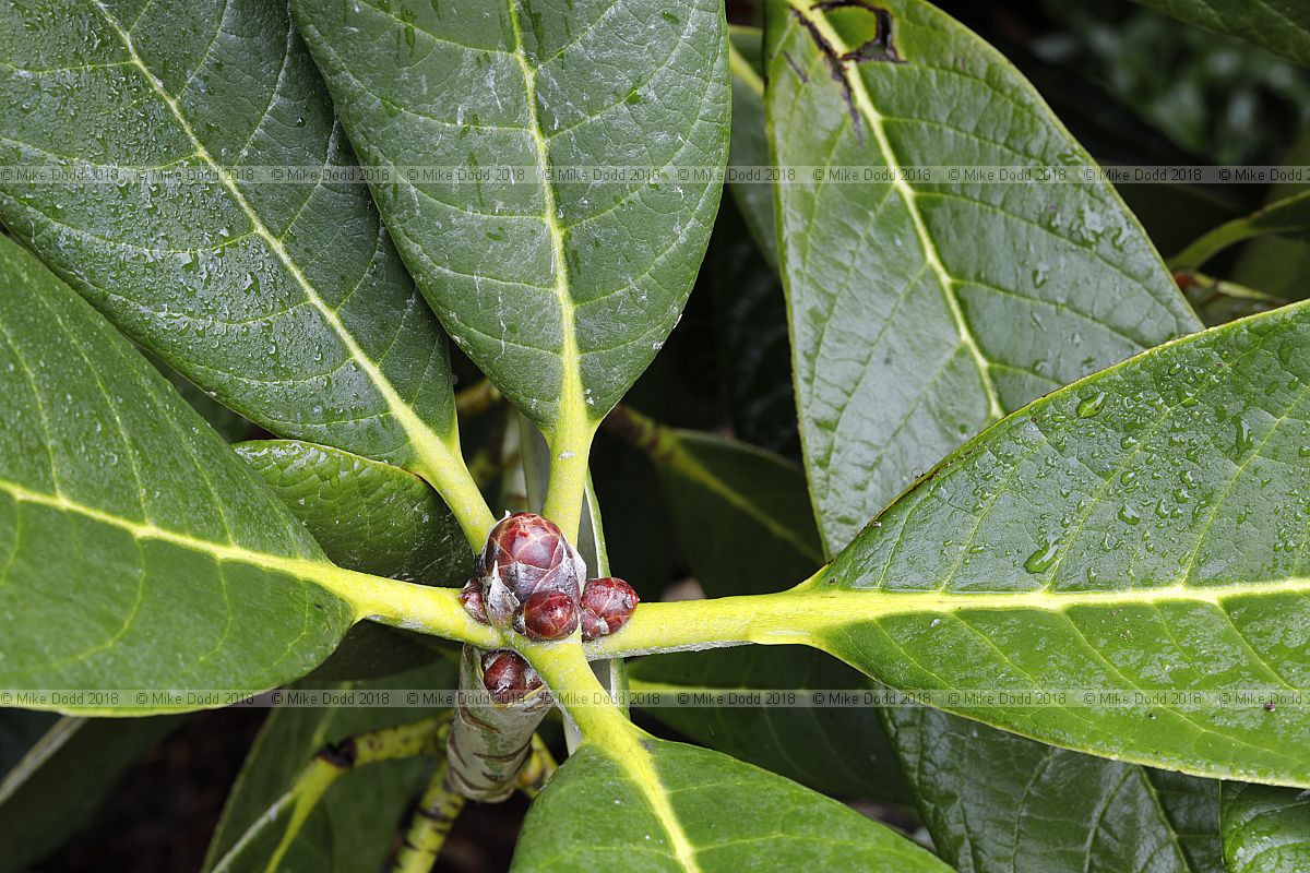 Rhododendron kesangiae var kesangiae