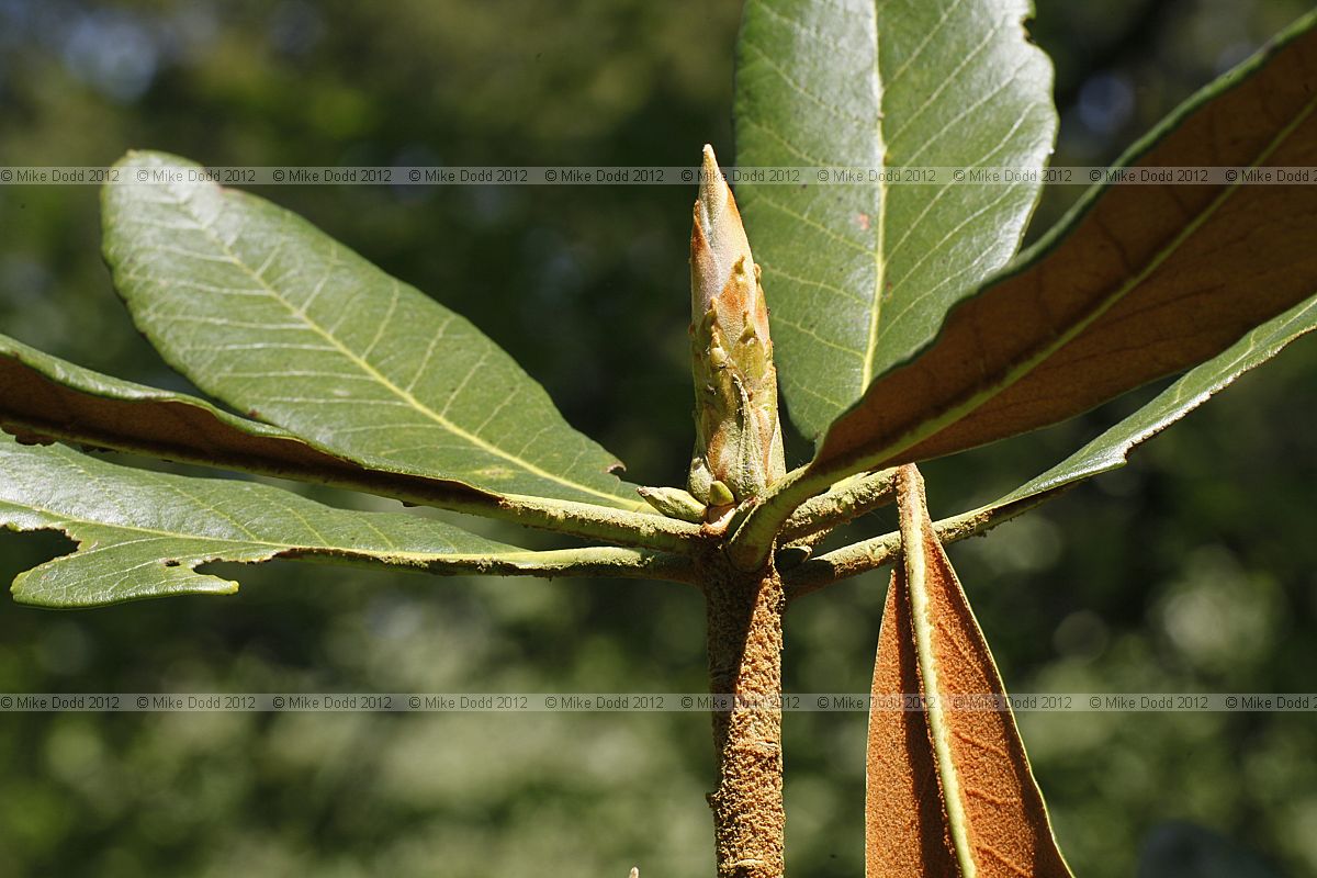 Rhododendron rex ssp arizelum