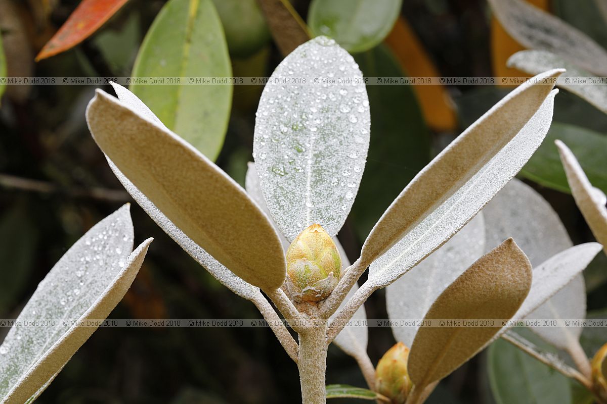 Rhododendron yakushimanum x pachysanthum