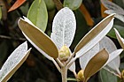 Rhododendron yakushimanum x pachysanthum