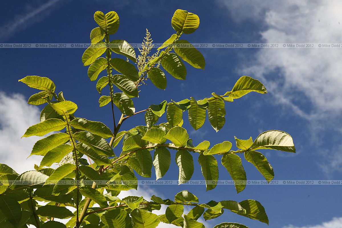 Rhus chinensis