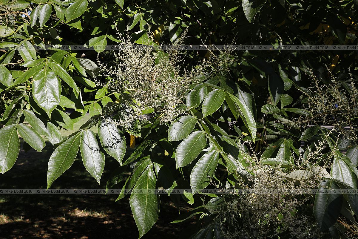 Rhus chinensis Chinese sumac