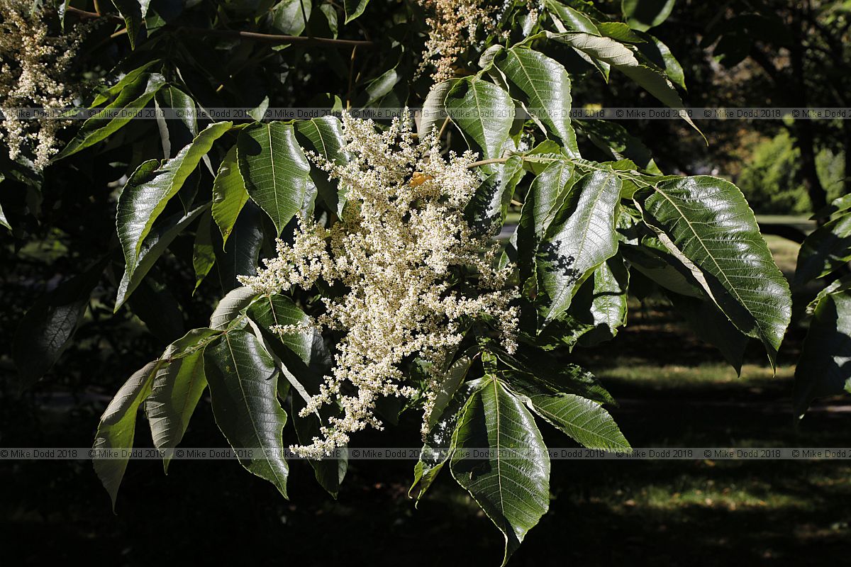 Rhus chinensis Chinese sumac