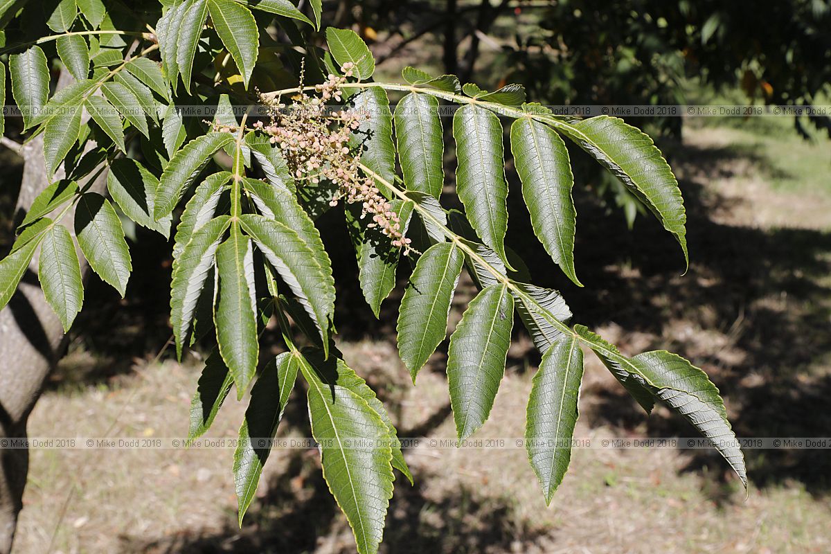 Rhus japonica