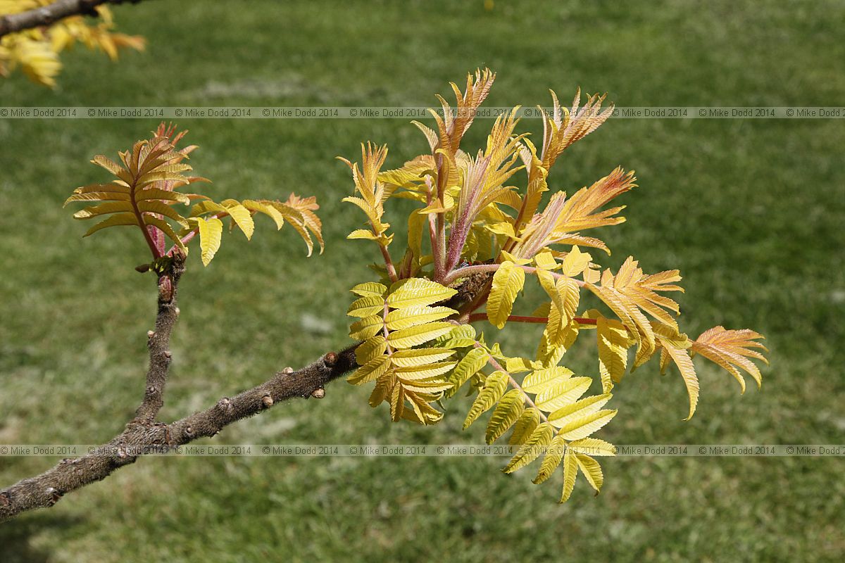 Rhus typhina 'Radiance' Staghorn sumac