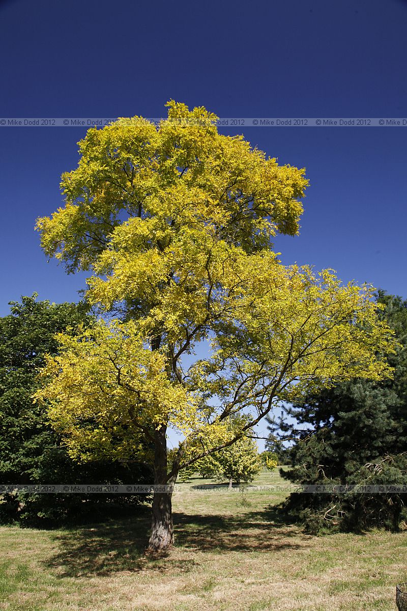 Robinia pseudoacacia 'Frisia'