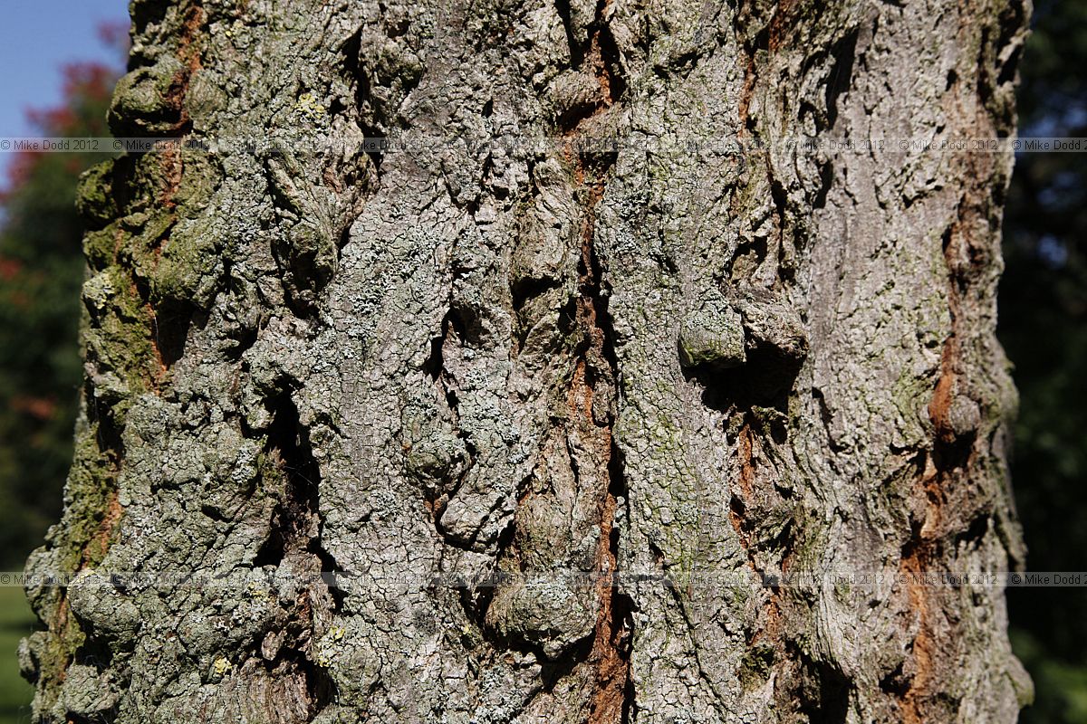 Robinia viscosa Clammy Locust