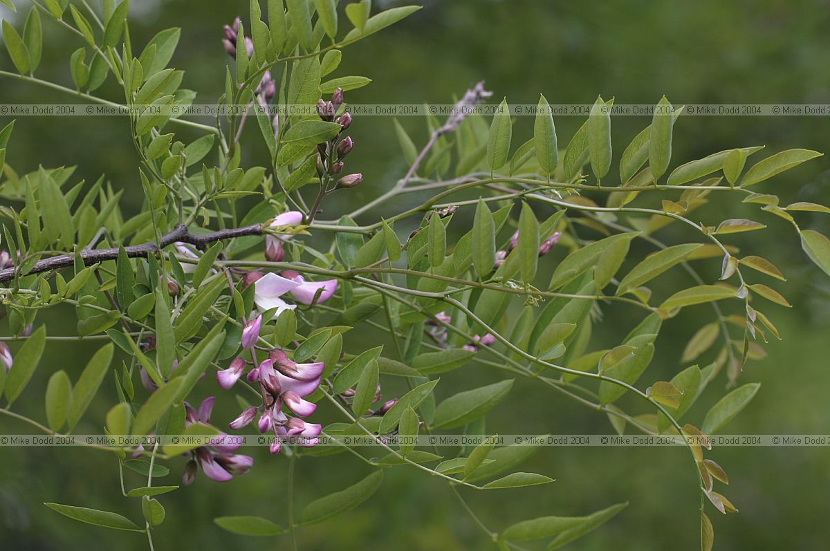 Robinia x slavinii 'Hillieri' Rose Acacia Tree (?)