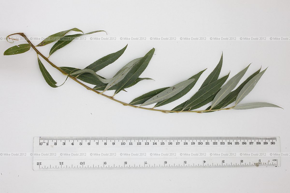 Salix alba White Willow