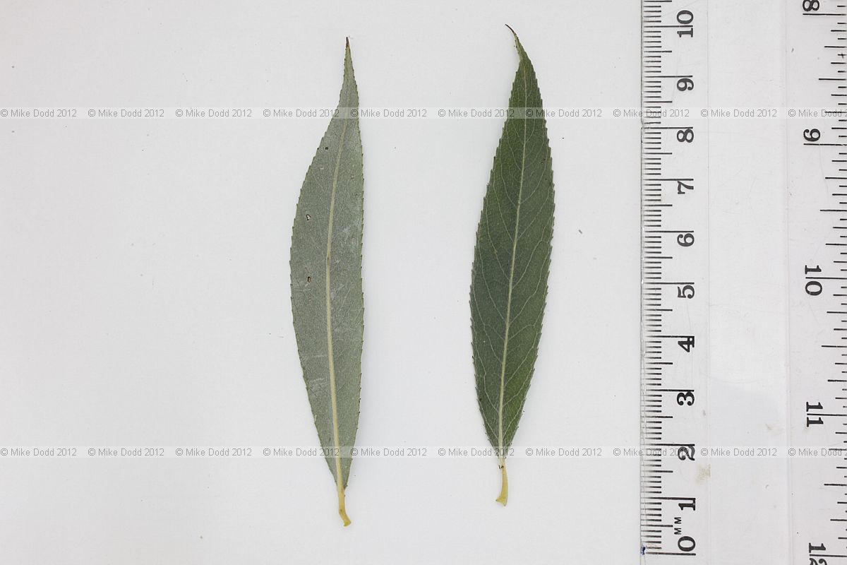Salix alba White Willow