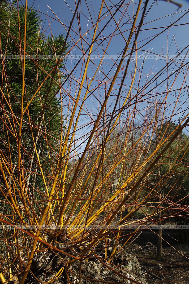 Salix alba 'Britzensis'