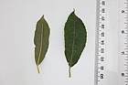 Salix cinerea ssp oleifolia Grey Sallow