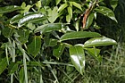 Salix pentandra Bay Willow