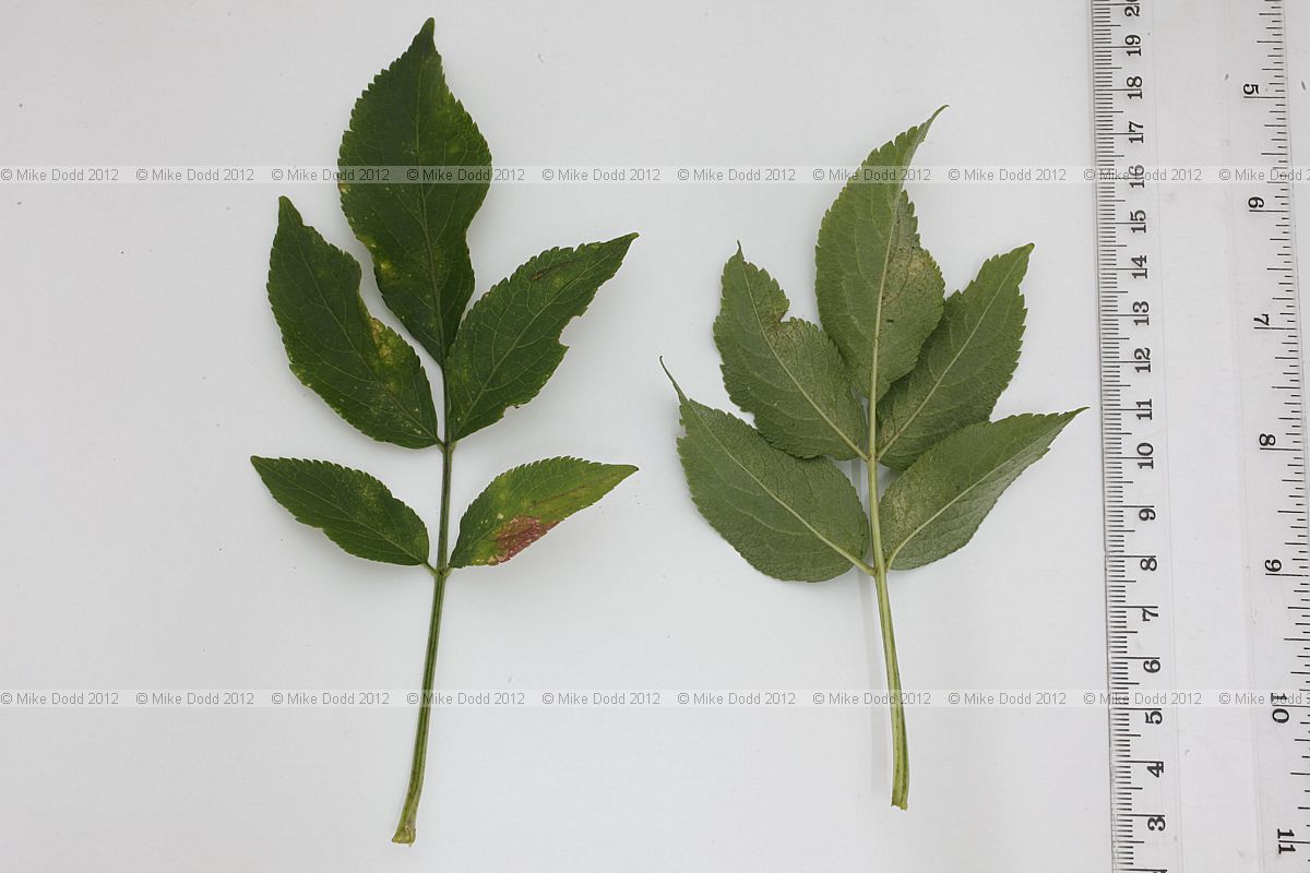 Sambucus nigra Elder