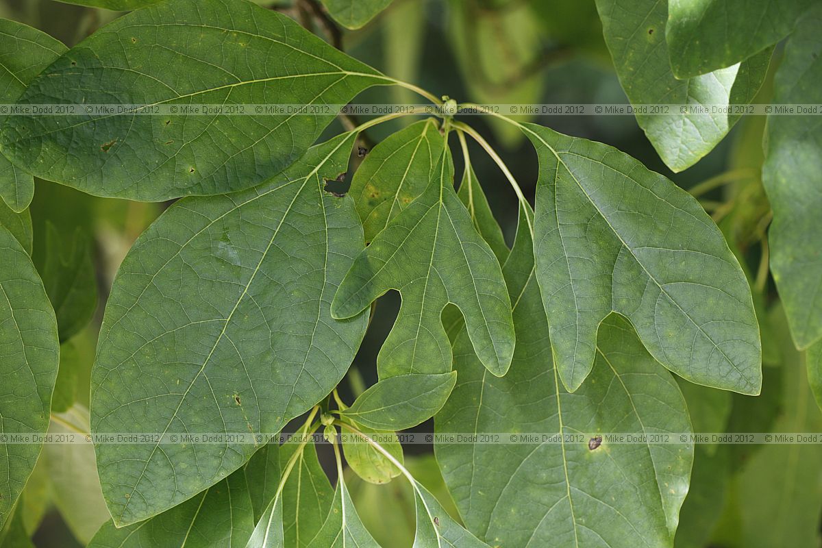 Sassafras albidum Sassafras