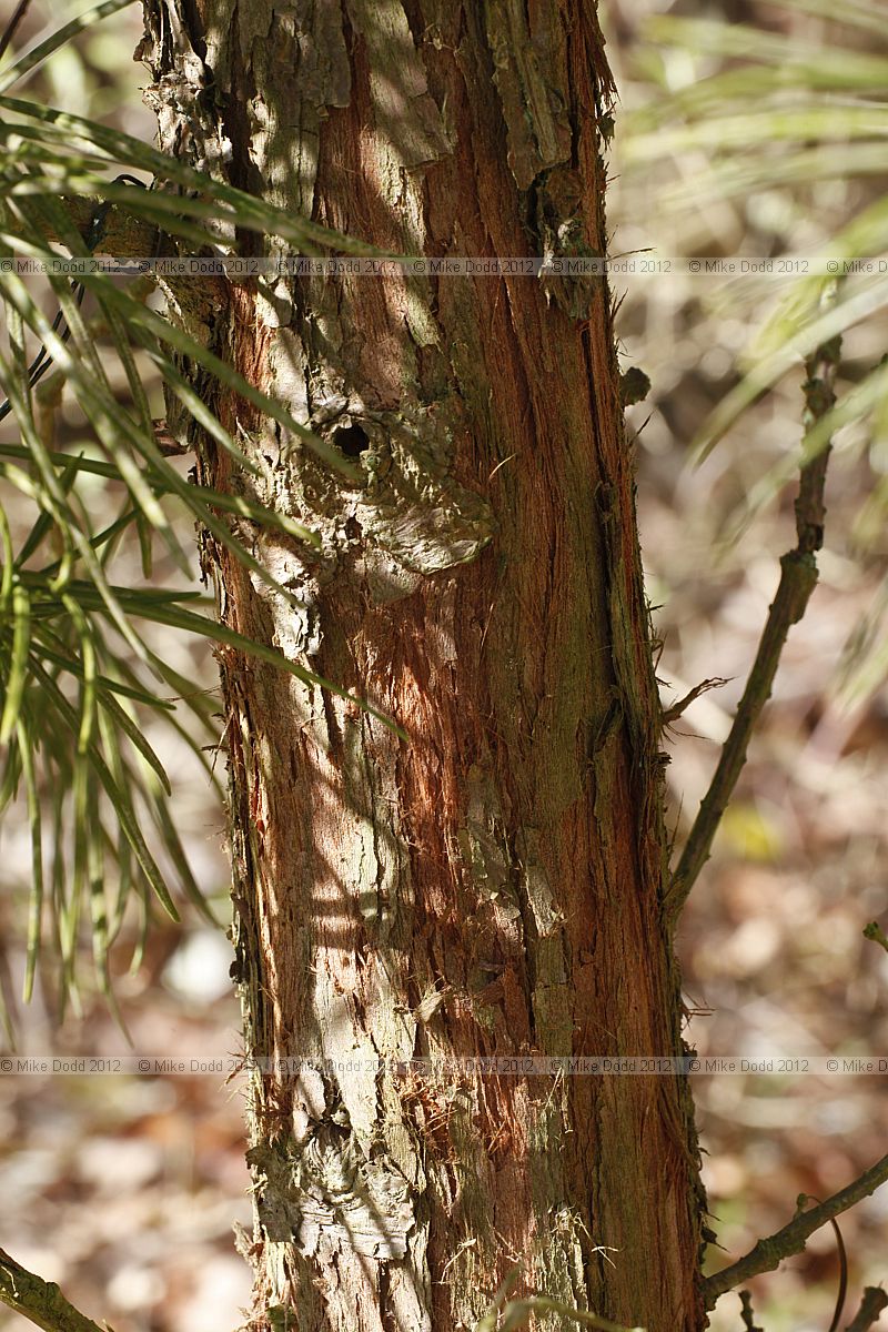 Sciadopitys verticillata Umbrella Pine