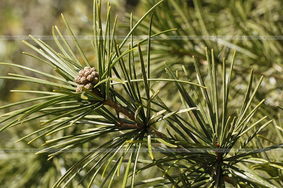 Sciadopitys verticillata Umbrella Pine