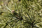 Sciadopitys verticillata Umbrella Pine