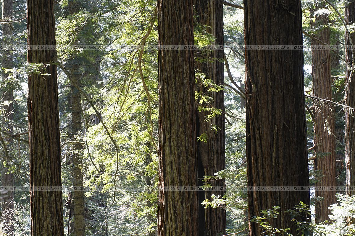 Sequoia sempervirens Coast redwood