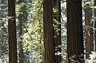 Sequoia sempervirens Coast redwood