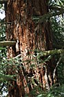 Sequoia sempervirens Coast Redwood