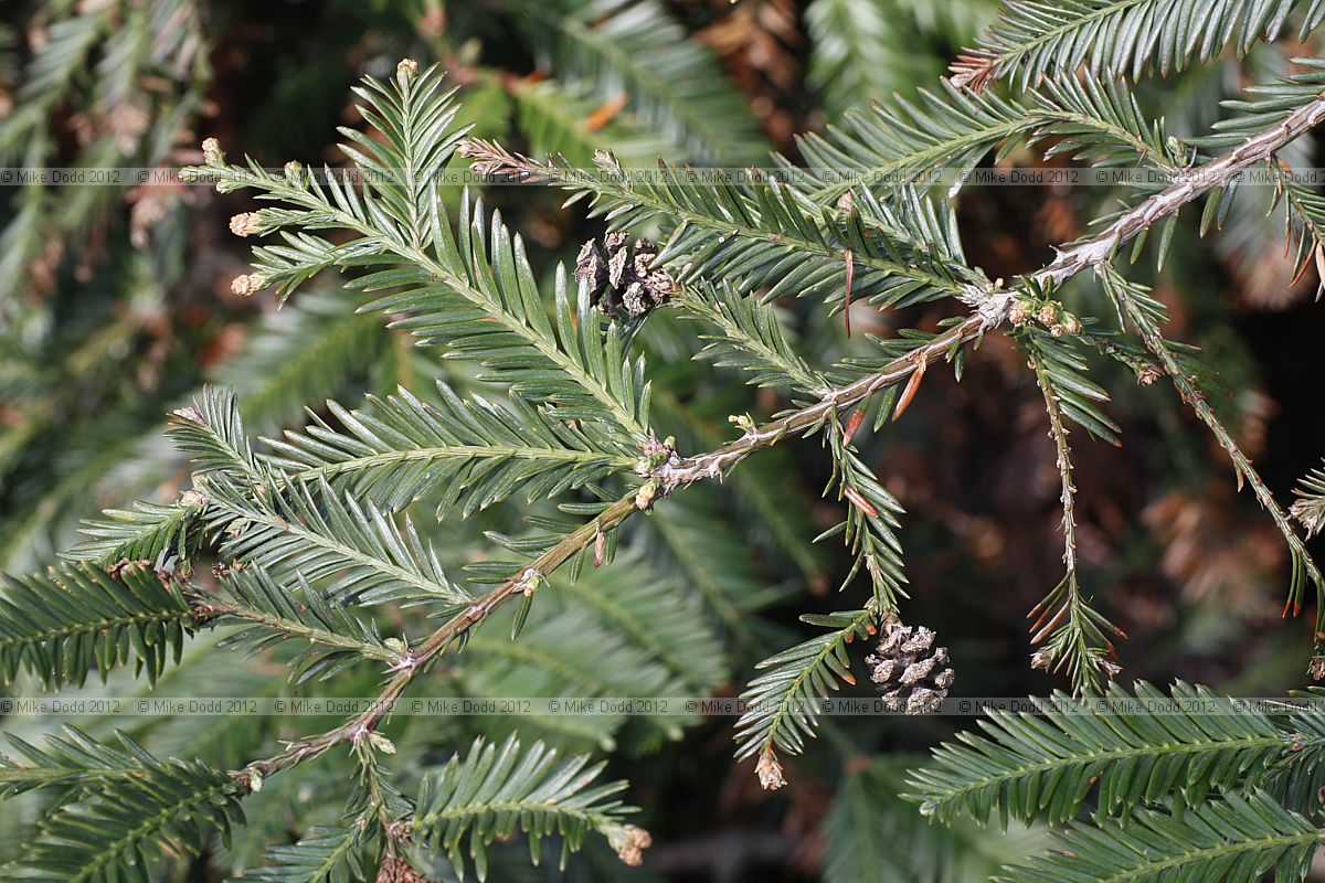 Sequoia sempervirens Coastal Redwood