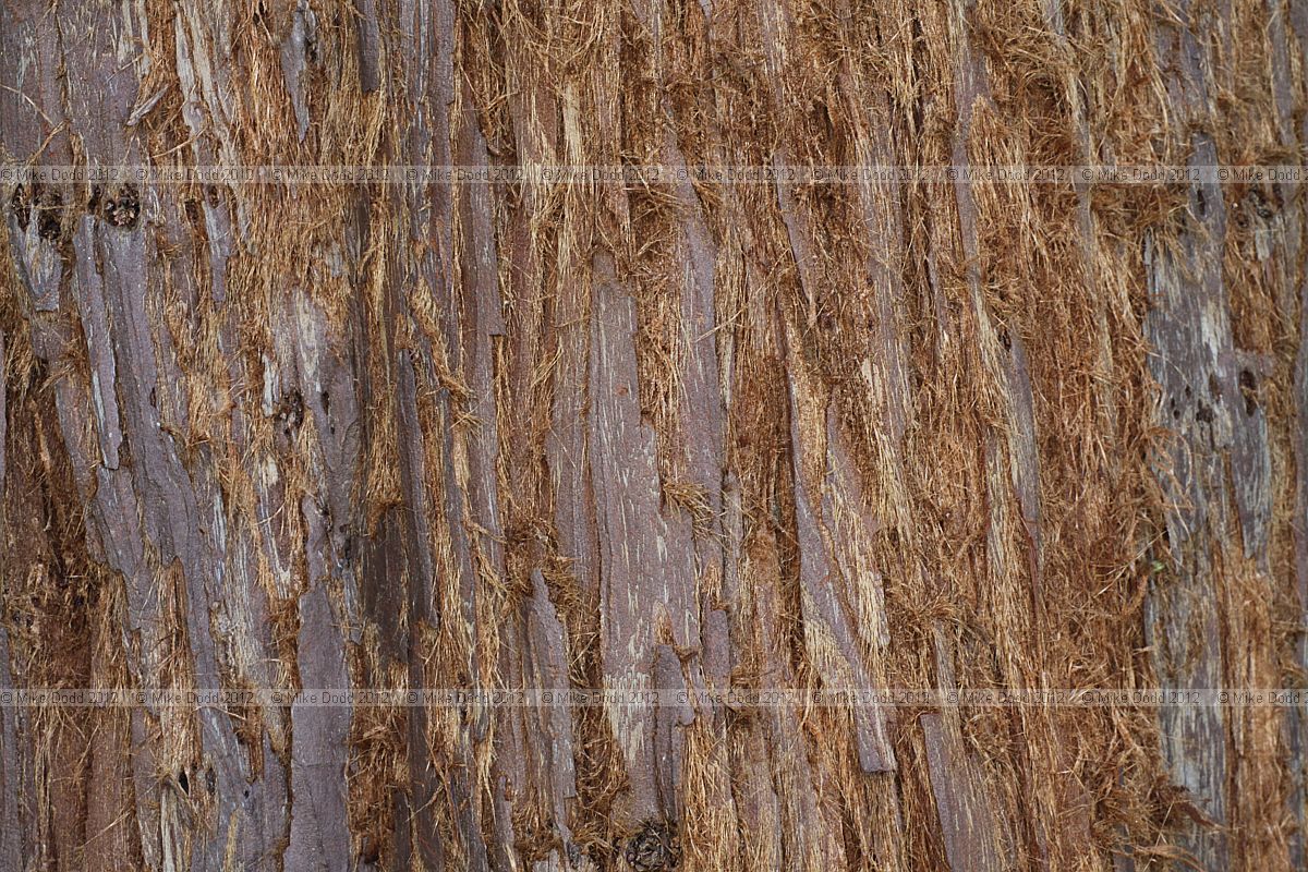 Sequoia sempervirens Coastal Redwood