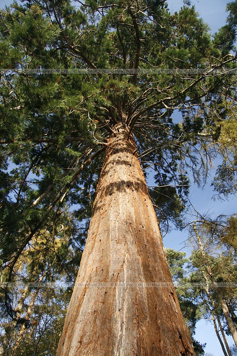 Sequoiadendron giganteum Giant Sequoia