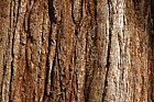 Sequoiadendron giganteum Giant Sequoia