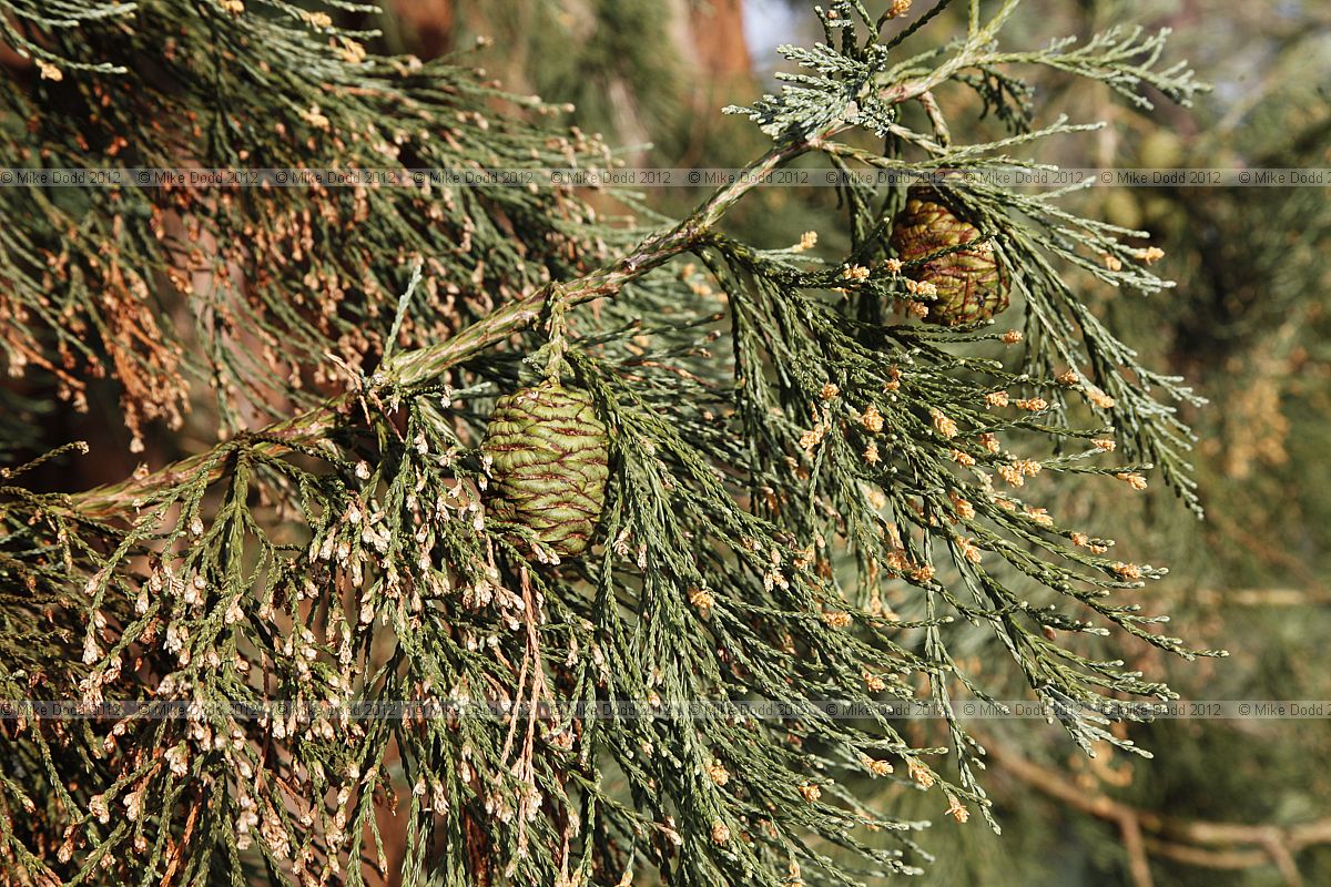 Sequoiadendron giganteum Giant Sequoia with cones and male flowers in spring
