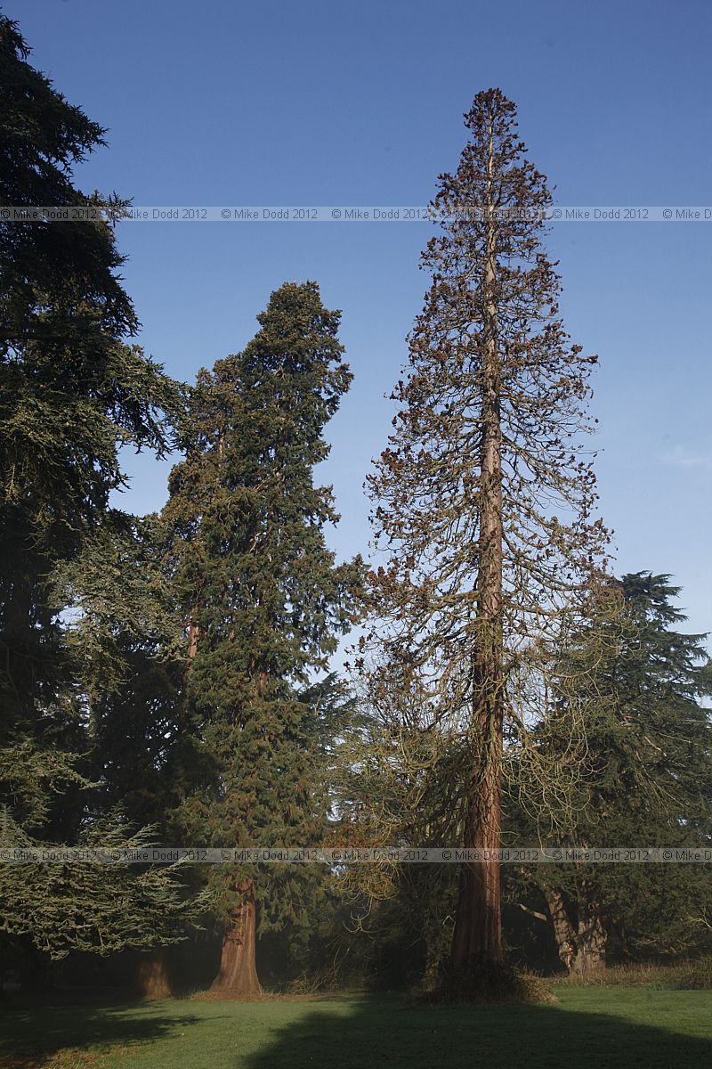 Sequoiadendron giganteum Giant Sequoia