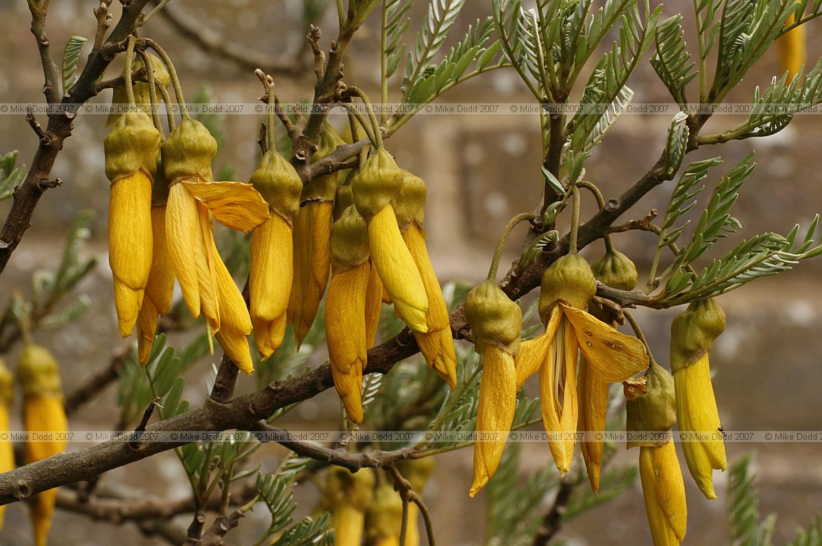 Sophora tetraptera 'Gnome'